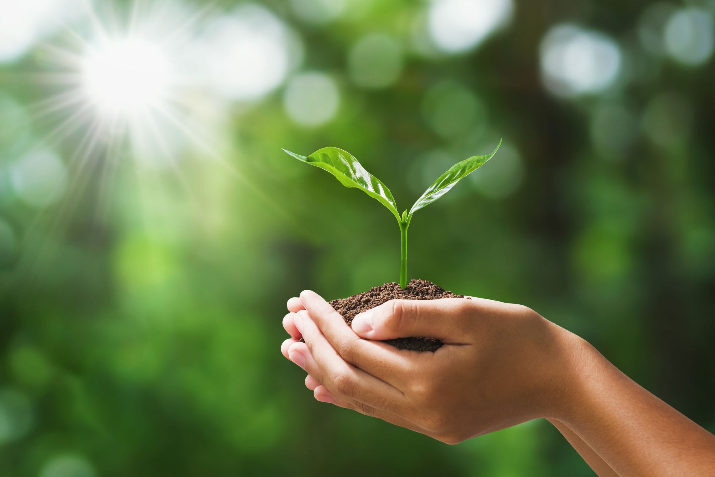 Hand Holding Young Plant Blur Green Nature Concept Eco Earth Day