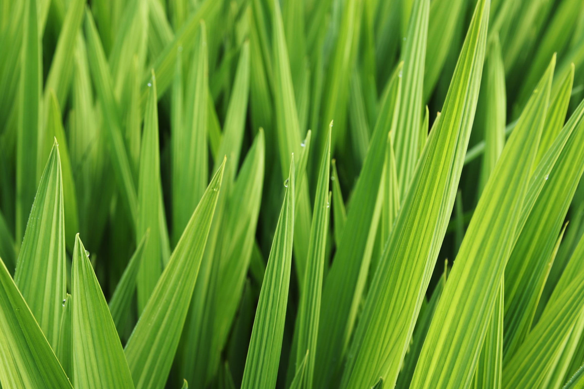 Closeup Shot Beautiful Green Leaves Grass Covered Morning Dew (1)