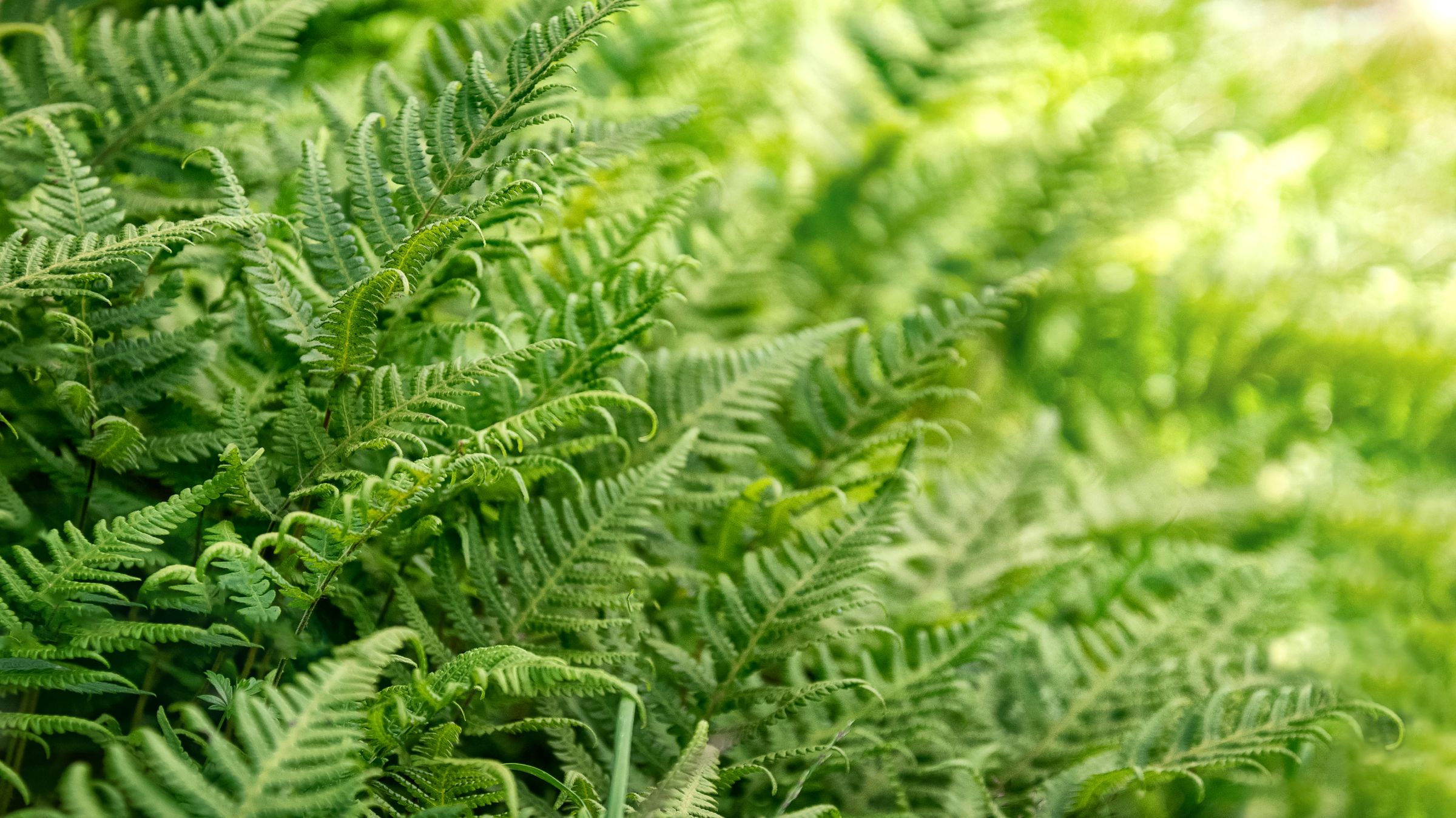 Fresh Green Fern Leaves Natural Background