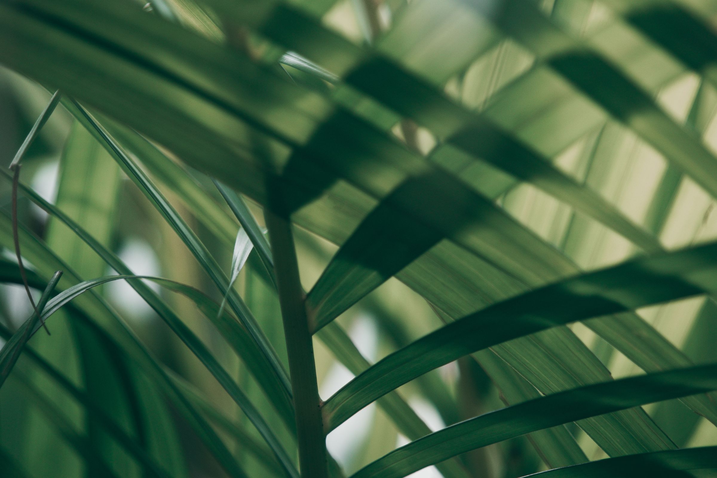 Blurred Tropical Green Leaf Outside Window Dark Tone