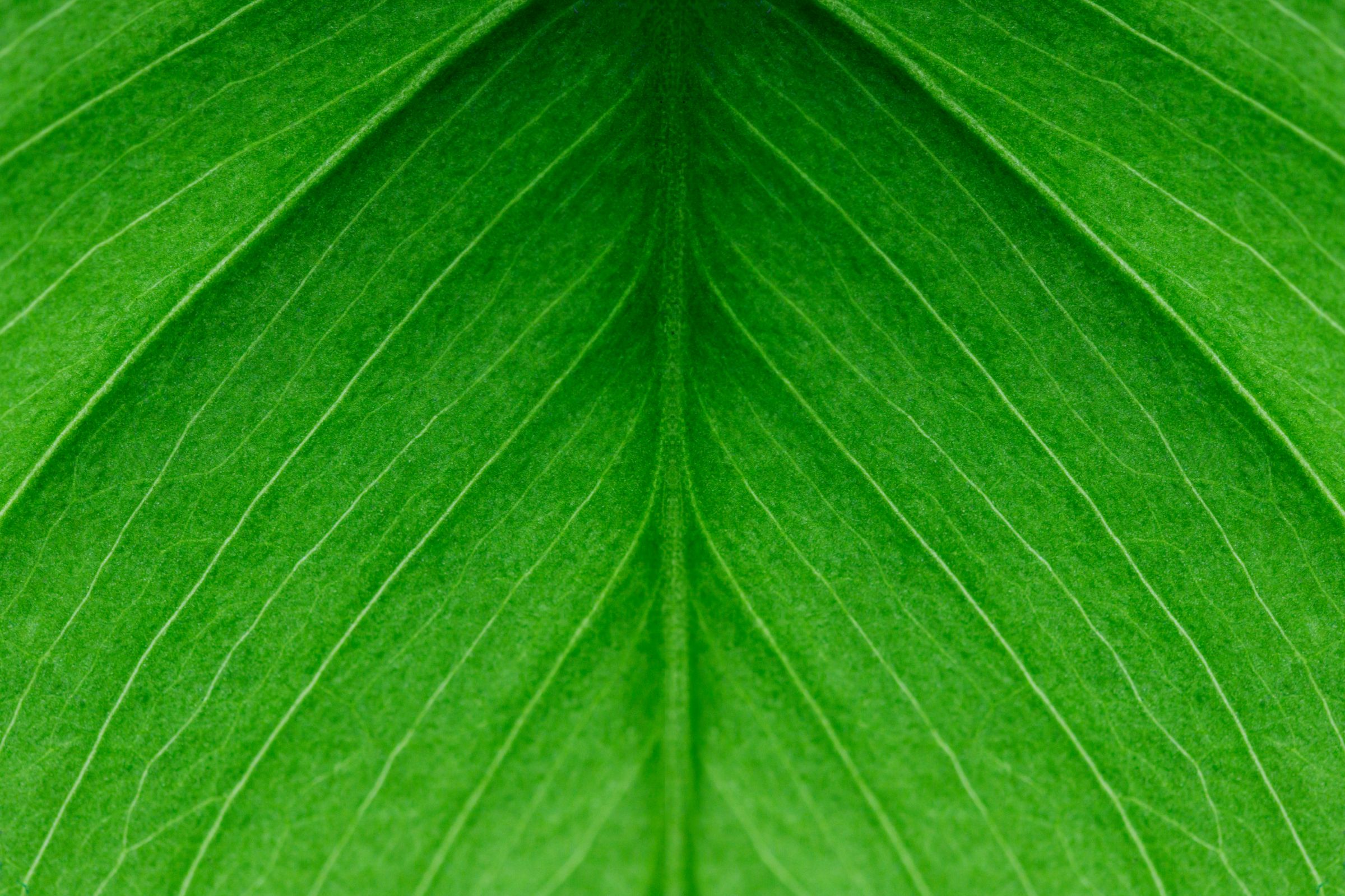 Monstera Leaf Close Up Image Beautiful Green Indoor Plant