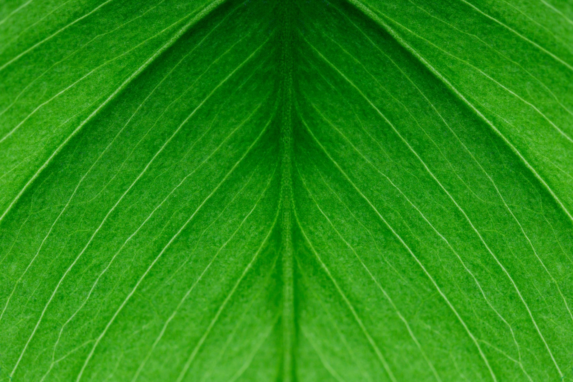 Monstera Leaf Close Up Image Beautiful Green Indoor Plant